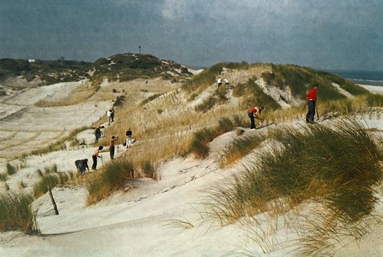 Eine Gruppe des Internationalen Jugendgemeinschaftsdienstes pflanzt großflächig Strandhafer, um so den Dünenhang festzulegen.