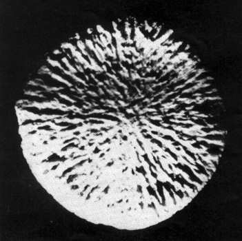 Walfischrückenwirbel Walfischrückenwirbel